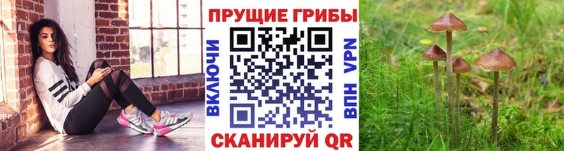 закладка  Фролово  Галлюциногенные грибы прущие грибы 